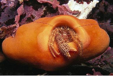 《刺客信条：影》新视频宣传日本文化 网友们疯狂嘲讽