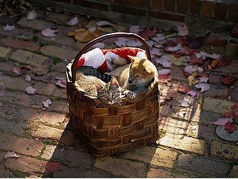 农场模拟游戏《动物与作物》发售日公布 7月22日正式推出